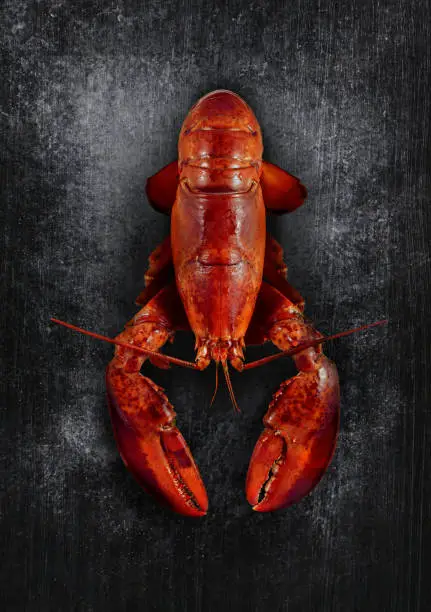 Lobster on a dark and textured background