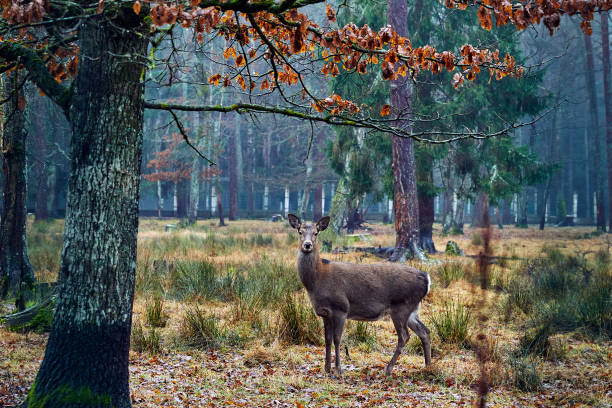 istock Black-tailed deer in velvet feeding and walking through typical forested area 1092248034