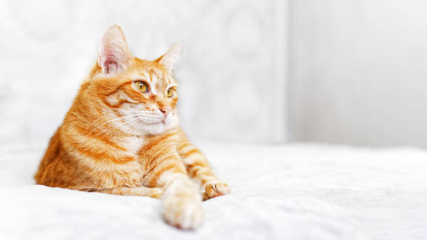 istock Closeup portrait of ginger cat lying on a bed 1092252262