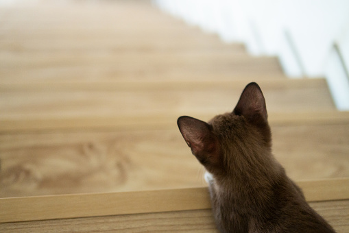 Little chocolate brown kitten cat is waiting and watching from top of staircase