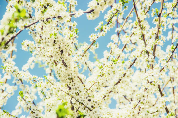 istock Spring flowering trees. Blooming garden. Selective focus. 1092253556