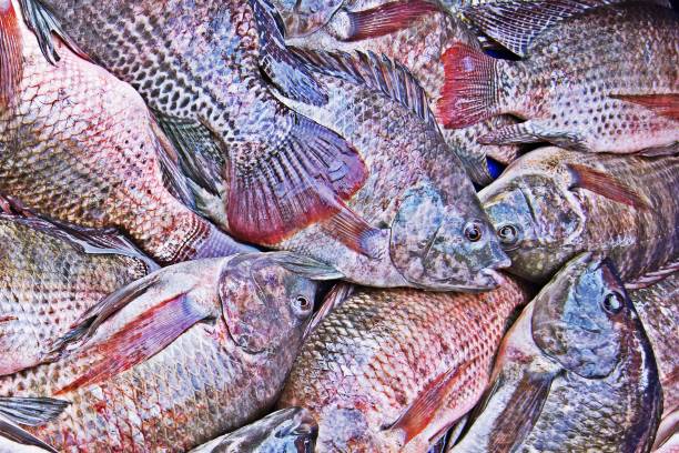 Closed up Tilapia fish in fresh market.