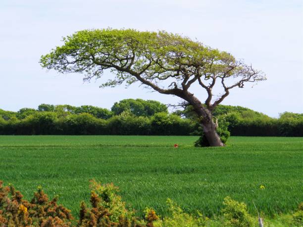 istock tree in spring, growth shaped by prevailing south westerly wind, chichester harbour 1092256940