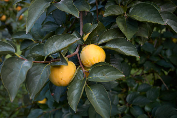 istock Diospyros kaki 1092259900