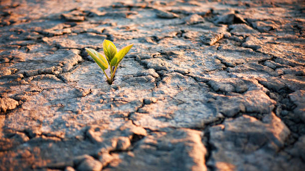 istock Green plant sprout in desert 1092259922