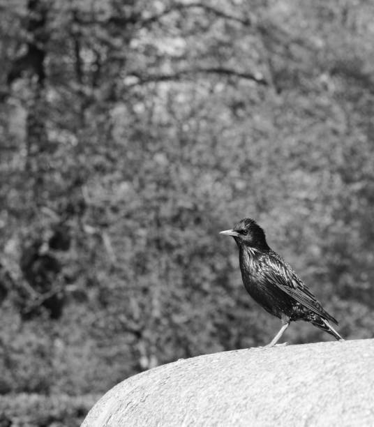 istock Starling with iridescent feathers on stone ledge 1092262030