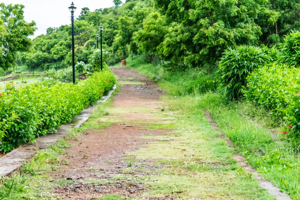 indian rural garden pathway with green bushes looking awesome.