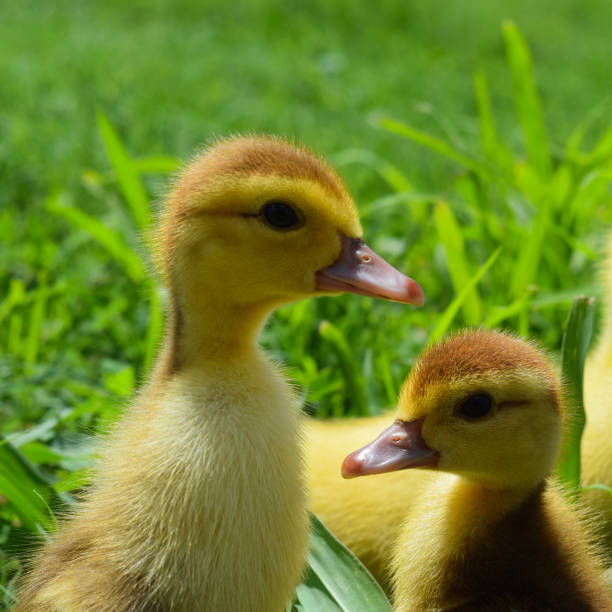 istock Ducklings of a musky duck 1092265282