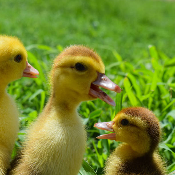 istock Ducklings of a musky duck 1092265284