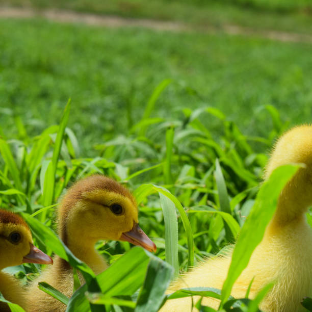 istock Ducklings of a musky duck 1092265354