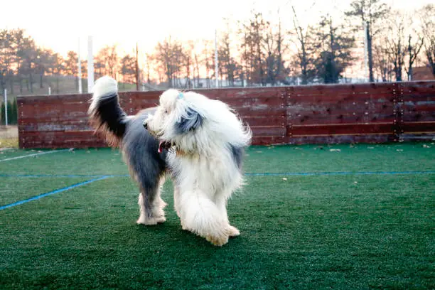 Photo of Old English sheepdog on green grass