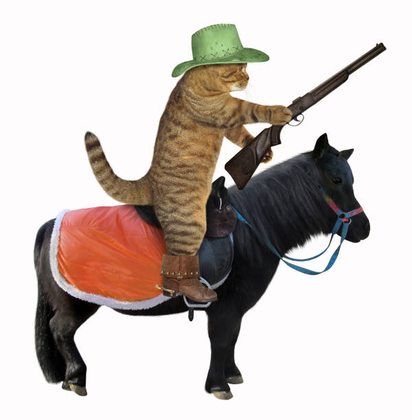 istock Cat cowboy on a black horse 2 1092267390