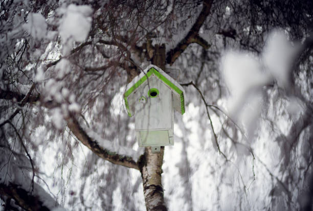 istock snowy bird house in winter 1092268248