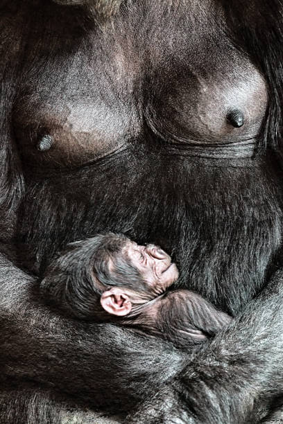 istock Female gorilla with baby in her hands 1092268494