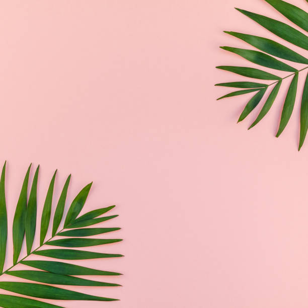 istock Creative pink background with tropical palm leaves 1092272226
