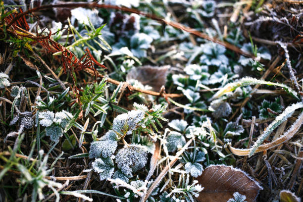istock Iced morning winter colorful leaf and grass texture background 1092272796