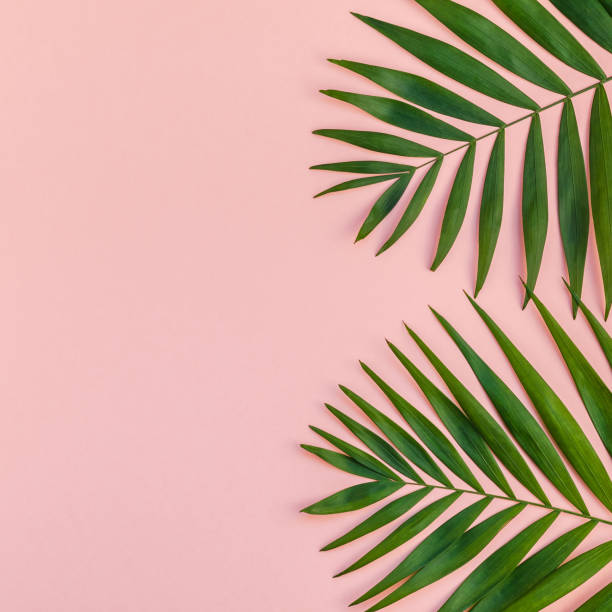 istock Creative pink background with tropical palm leaves 1092273066