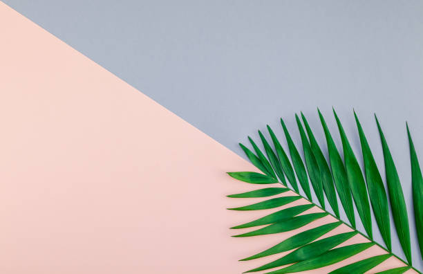 istock Tropical palm leaves on color paper background 1092273184