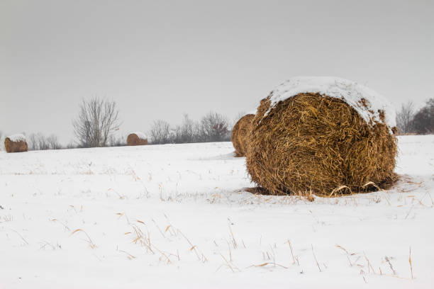 Round bundles of dry grass in the field covered with snow