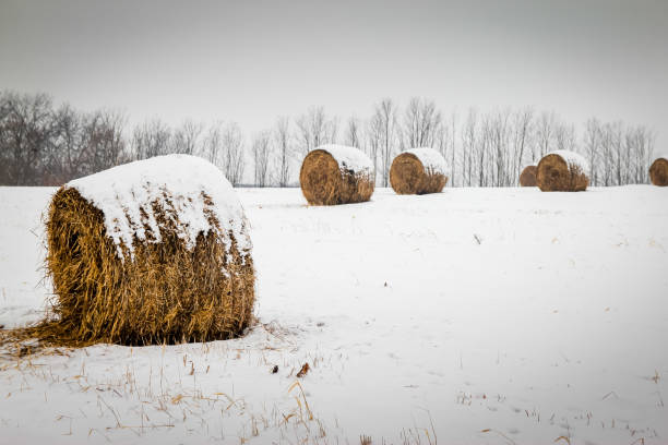 istock Bales of hay 1092273706