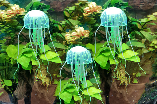 Jellyfish in action in the aquarium, nice effect during exercise