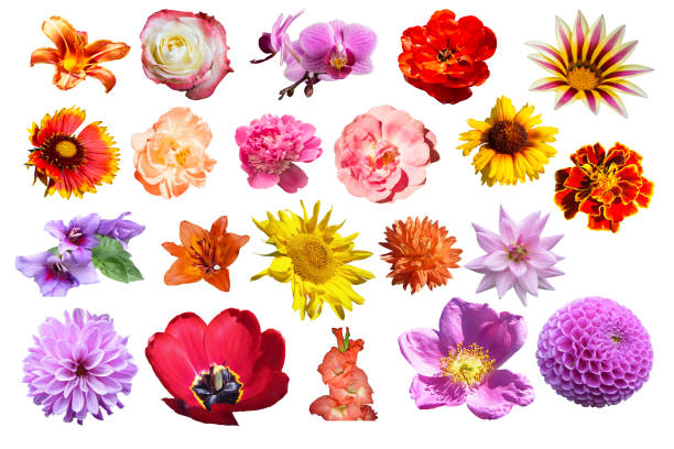 istock Collage from beautiful spring and year flower 1092274468