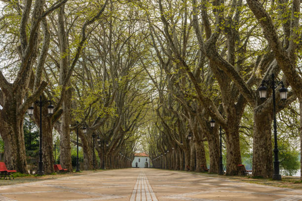istock Tree lined walk along the Lima River at Alameda dos Platanos. 1092278994