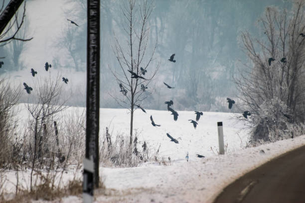 Winter, snow near the road, cold cloudy snowy day