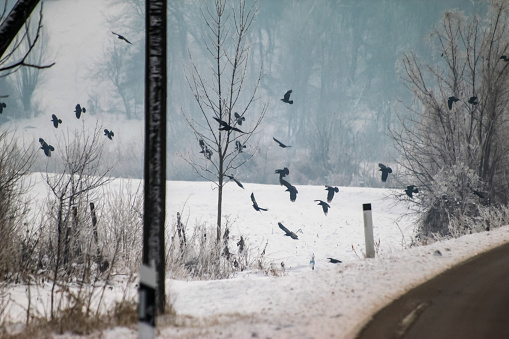 Winter, snow near the road, cold cloudy snowy day