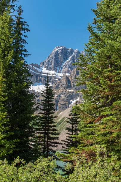 istock Canada forest landscape with big mountain in the background, Alberta, Canada 1092280450