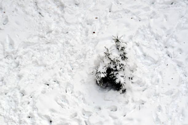 istock Little spruce covered with snow in the winter 1092280998