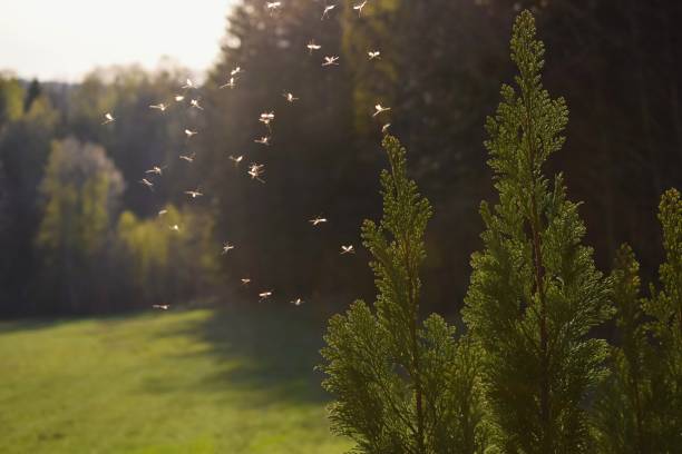 moustiques voler dans la lumière du coucher du soleil - moustique photos et images de collection