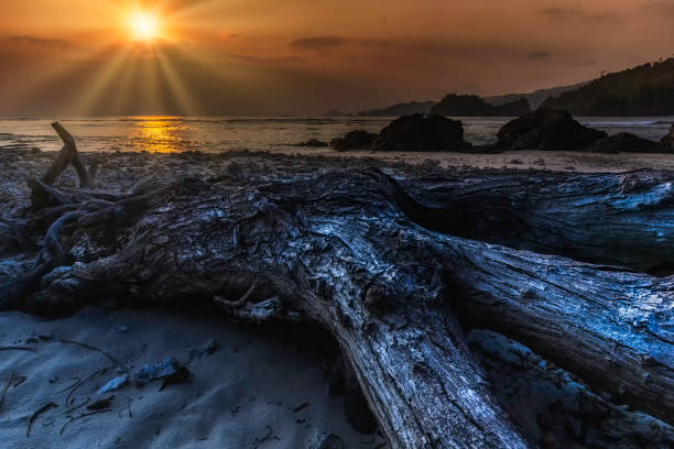 View of sunset from a beach with an old tree trunk in the foreground