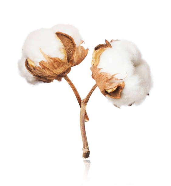 istock Two cotton plant flowers close-up isolated on white background 1092283564