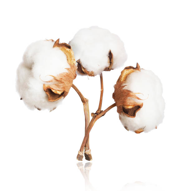 istock Three cotton plant flowers close-up isolated on white background 1092283572