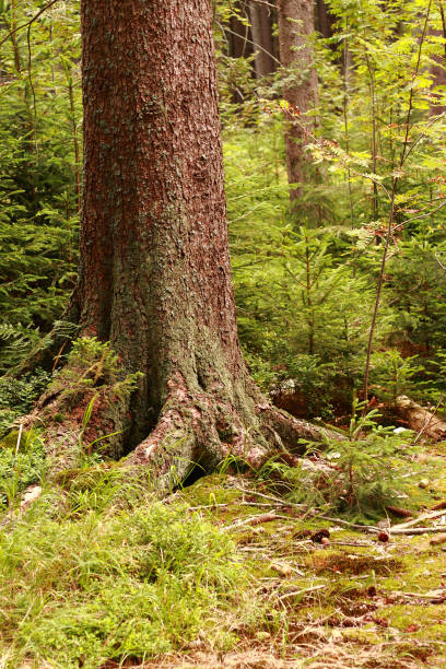 istock detail of tree 1092285358