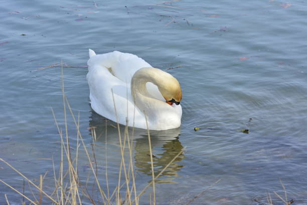 istock White swan on the water at sunny day 1092286726