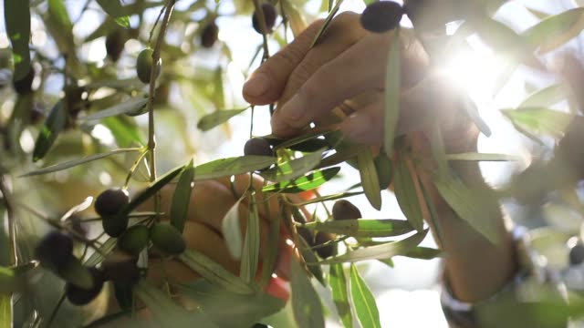 Close up of hands harvesting olives on sunset