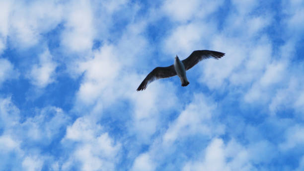 istock Seagull in blue sky with feathery clouds 1092287946