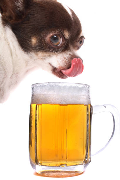istock chihuahua and water beer 1092288096