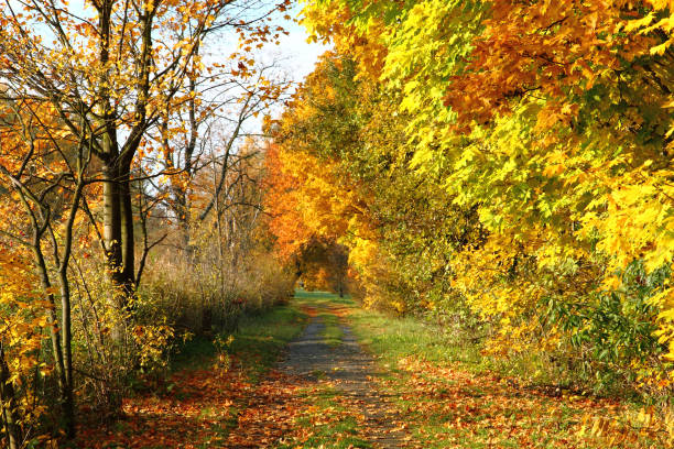istock autumn way in the park 1092288174