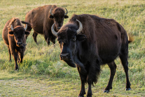istock American Bison Bull on the Kansas Prairie 1092288308