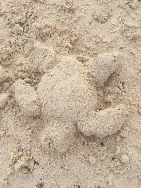 istock Akumal,Mexico Summer/A turtle that a child made at a sandy beach. 1092289760