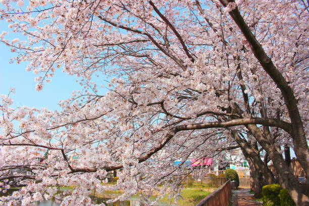 istock Japanese cherry blossoms blooming beautifully toward the blue sky 1092290188