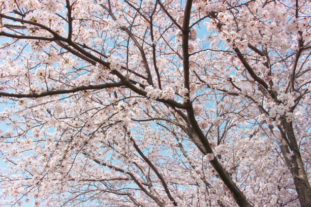 istock Japanese cherry blossoms blooming beautifully toward the blue sky 1092290284