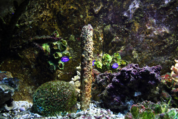istock aquarium background 1092291046