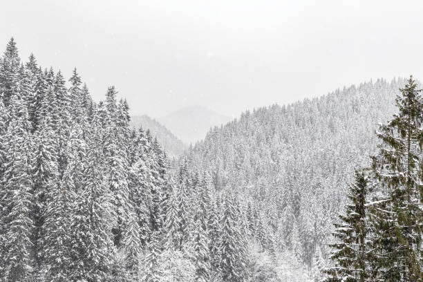 vue panoramique des collines recouvertes de sapins enneigés. - noble fir photos et images de collection