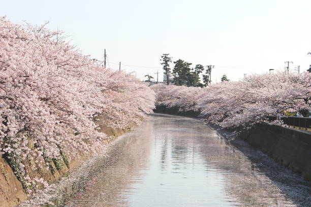 istock Beautiful cherry blossoms surrounding rivers 1092298294
