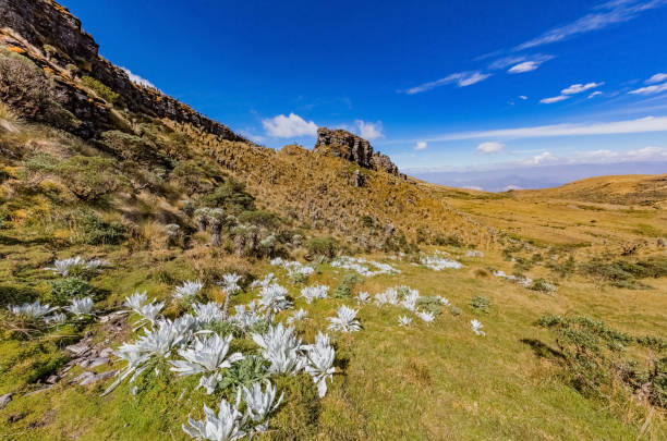 Paramo de Oceta and his Espeletia Frailejones Mongui Boyaca in Colombia South America