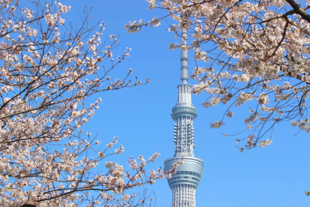istock Tokyo Skytree and cherry blossoms 1092301750